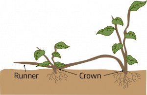 Two plants grow in the ground. A brown stem runs between them above the ground, labeled runner. Points where plants grow from roots are labeled crown.