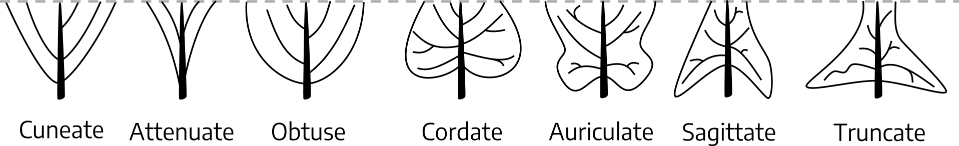 There are seven examples of leaf base shapes. The first is a rounded triangular shape, with a rounded base point, cuneate. The second is a very thin, angular shape that goes from a point at the base widening upwards, attenuate. The third is a wide, almost circular shape with a very round base, obtuse. The fourth is a heart shape with the two lobes at the base, cordate. The fifth has two lobes that go outwards at the base, graduating in for a small distance then back outwards into a wider shape, auriculate. The sixth is an angular base, with two points going downwards that graduates into a point at the top, similar to an arrow shape, sagittate. The seventh is a triangular shaped base that almost comes to a point but remains even on both sides as it continues up the petiole, truncate.