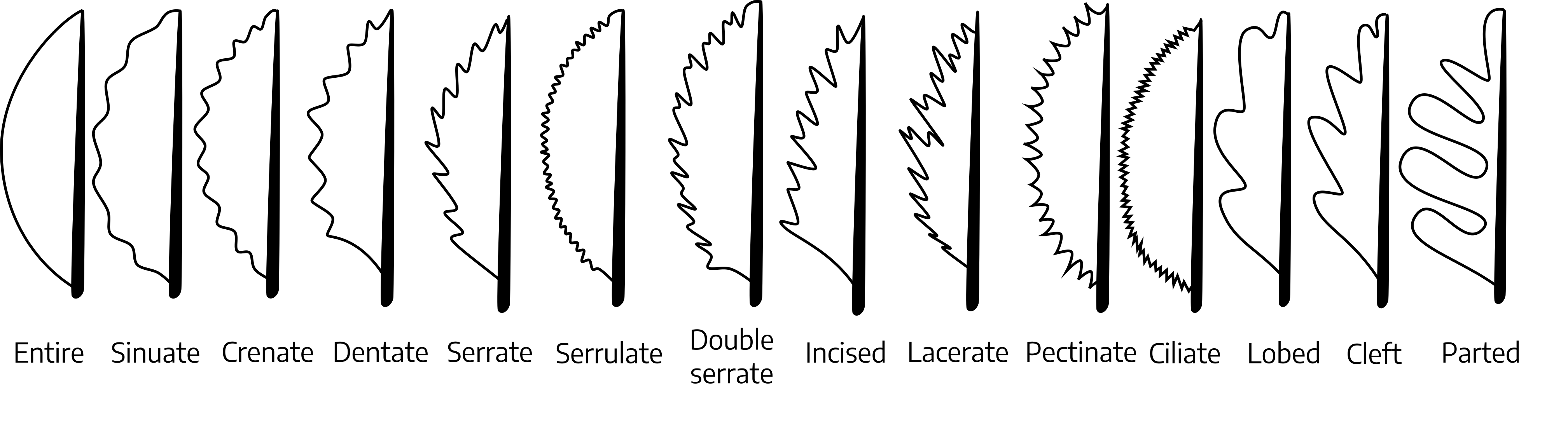 There are fourteen examples of leaf margin shapes. The first is a smooth, rounded side, entire. The second is a rounded side with intermittent round, raised areas, sinuate. The third is a rounded side with rounded, raised areas more frequent than the second leaf, crenate. The fourth has a sharp angle up from the base but rounds out as it reaches the point, it has sharp raised areas continuously along the edge, dentate. The fifth has a sharp angle from the base but rounds as it reaches the point, it has sharper raised areas continuously along the edge than fourth leaf, serrate. The sixth is a rounded shape with a continuous serrated edge, serrulate. The seventh has a mostly rounded shape with serrated edge, but it contains two points per point, double serrate. The eighth, is a sharp angle from the base that then graduates into the point, with long sections of two points along the edge, incised. The ninth has a thinner rounded shape, with irregular jagged edges, lacerate. The tenth has a rounded shape with long, pointy serrations along the edge, pectinate. The eleventh has a rounded shape with a serrated edge with small continuous points, ciliate. The twelfth has a smooth edge with three main lobes that continue to one lobe at the point of the petiole, lobed. The thirteenth has four main lobes that are thinner than the previous leaf, and come to a lobed point, cleft. The fourteenth has four main lobes that are long and individual, and comes to a lobed point at the top of the petiole, parted.